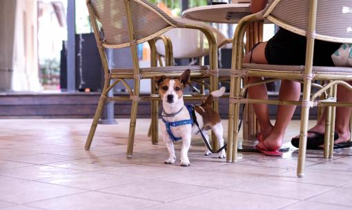 hotelfraipini en holidays-with-pets-in-rimini-dog-friendly-offer-with-beach 010
